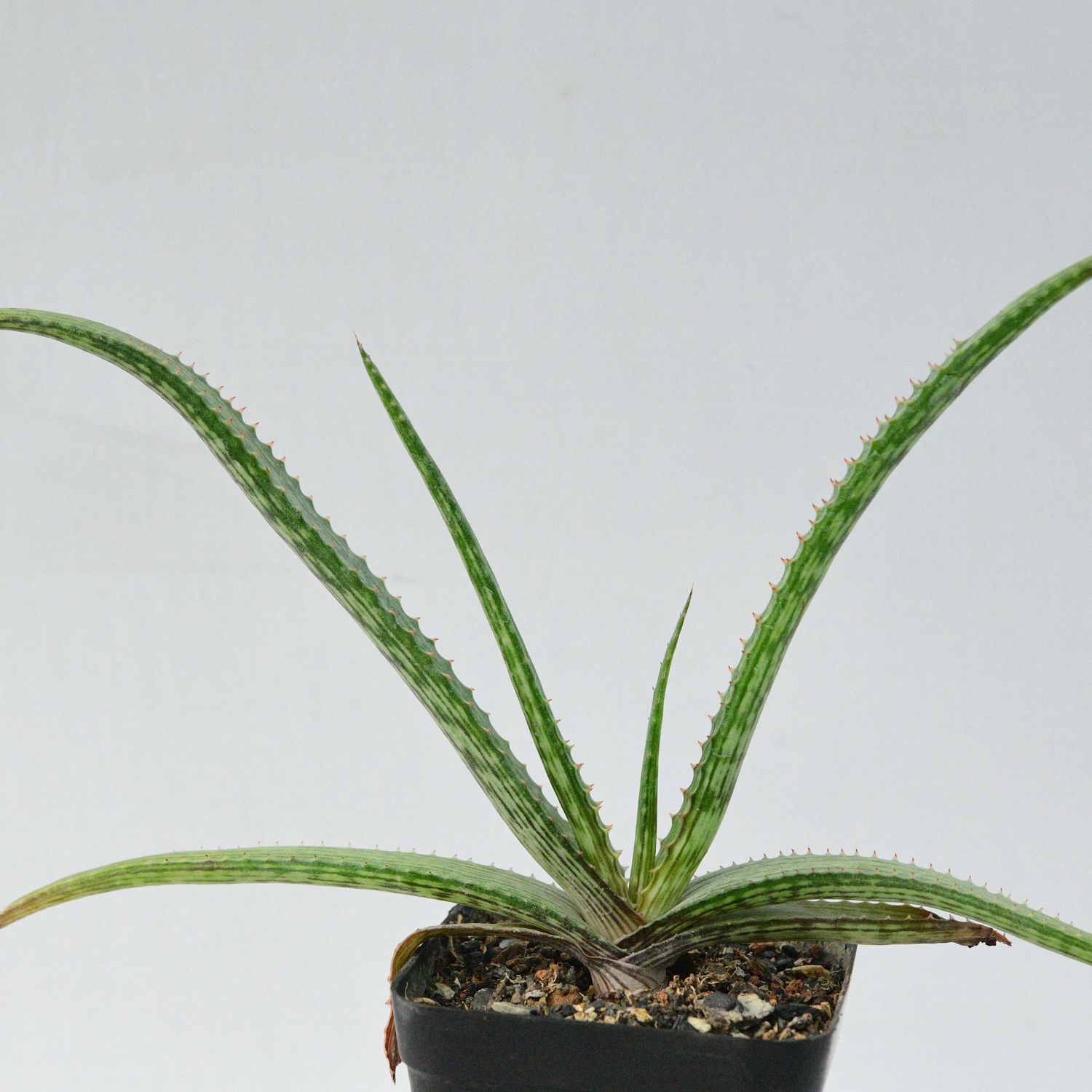 Aloe sp Hybrid