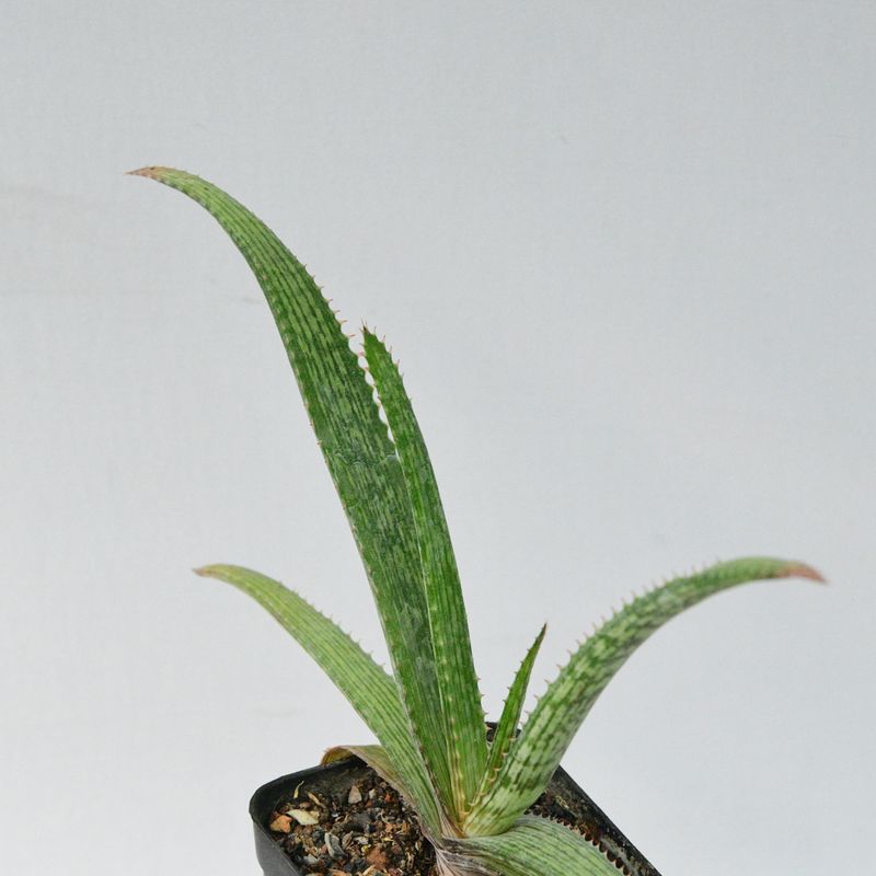 Aloe sp Hybrid