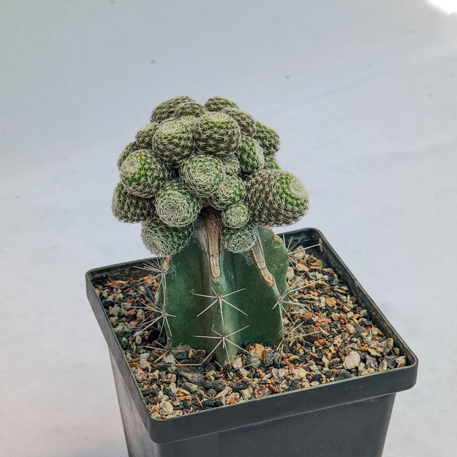 Rebutia hybrid