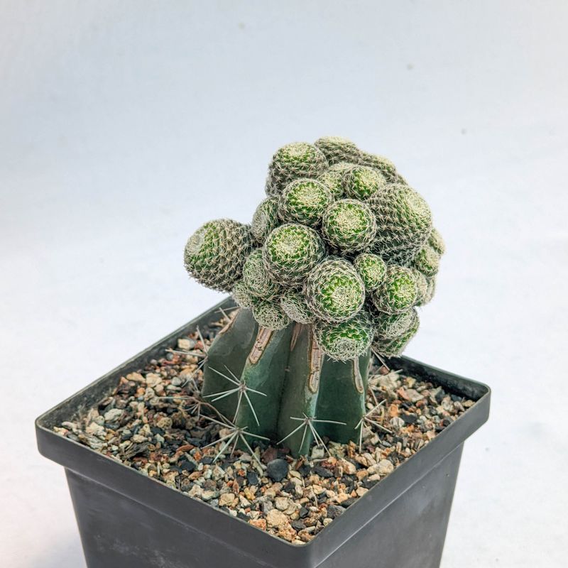 Rebutia hybrid
