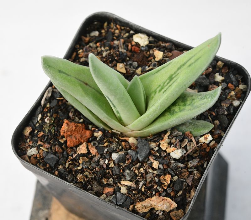 Gasteraloe 'Green Ice'