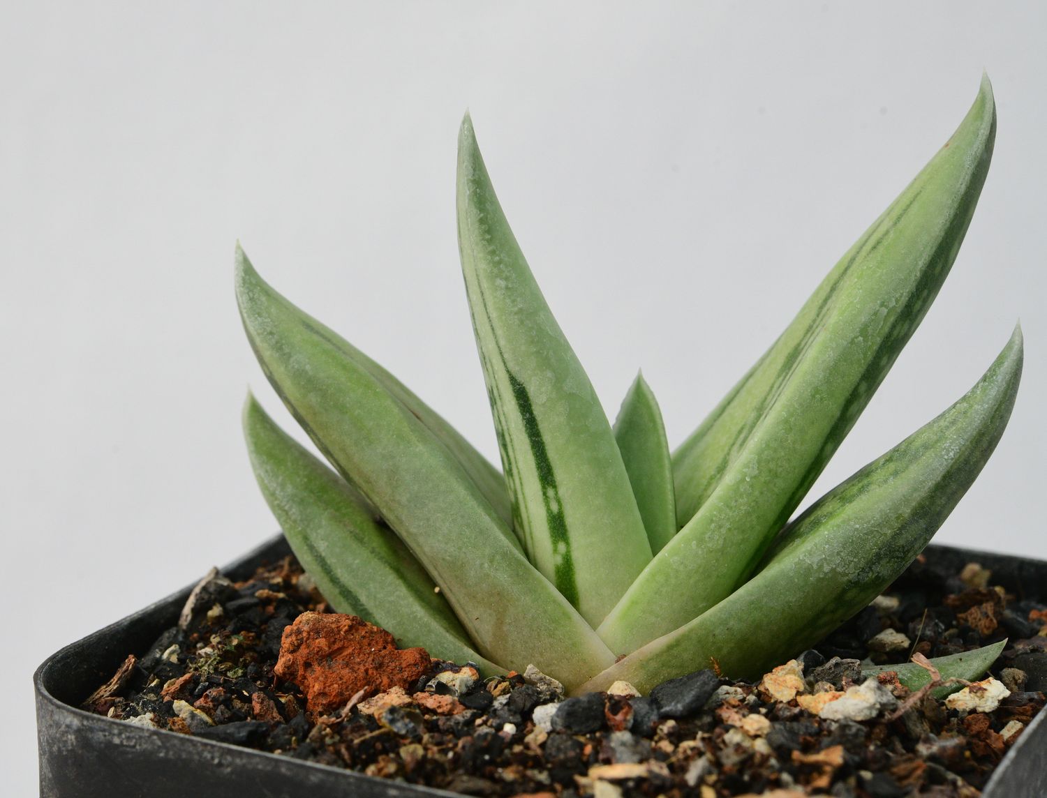 Gasteraloe 'Green Ice'