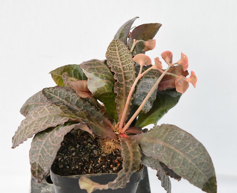 Euphorbia francoisii Dark Leaves Euphorbia francoisii Dark Leaves in pot full plant view