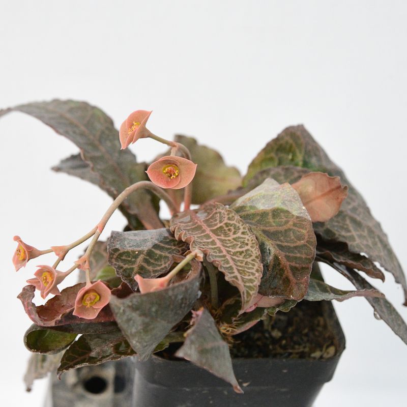 Euphorbia francoisii Dark Leaves in bloom with coral flowers close-up