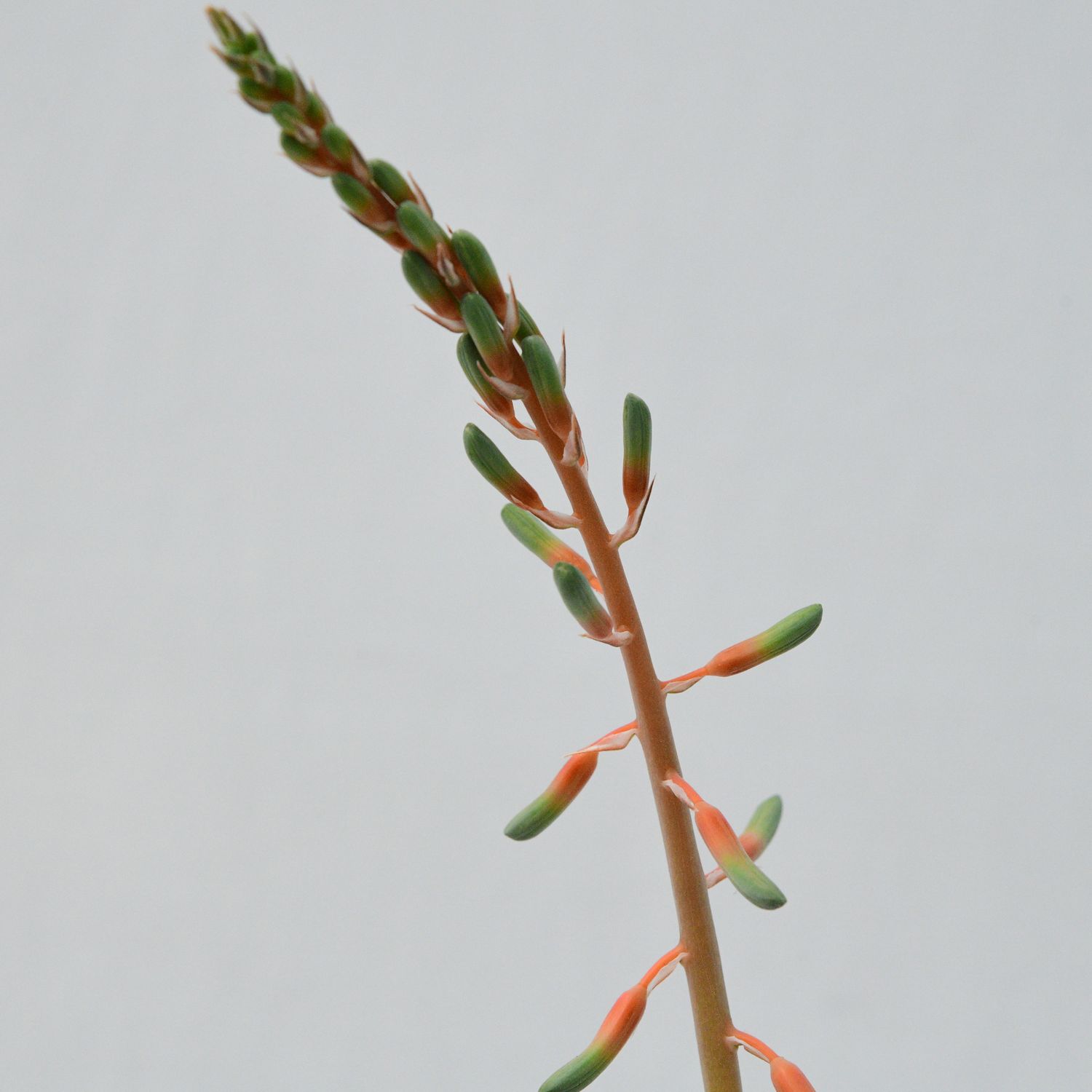 Gasteria croucheri