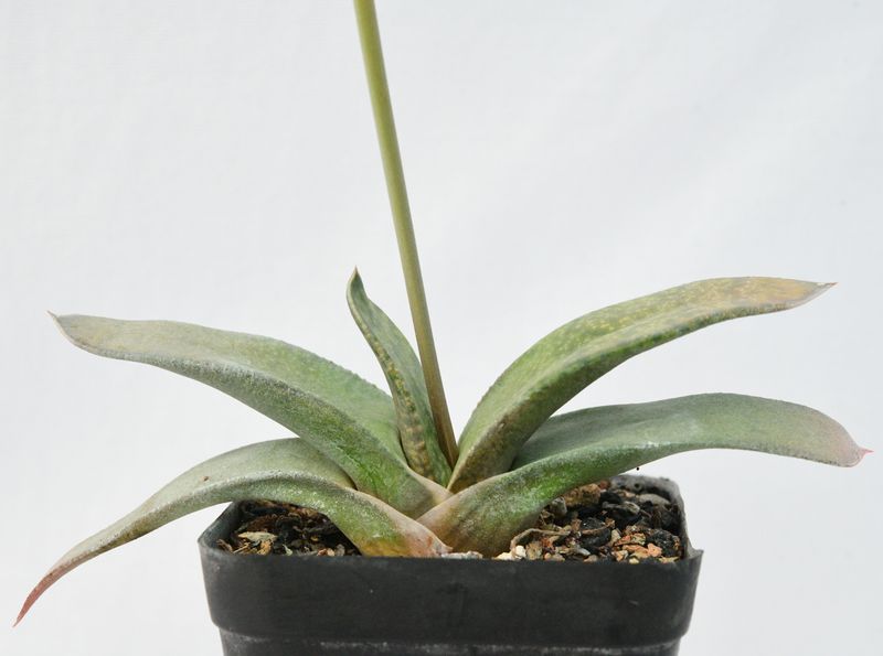 Gasteria croucheri