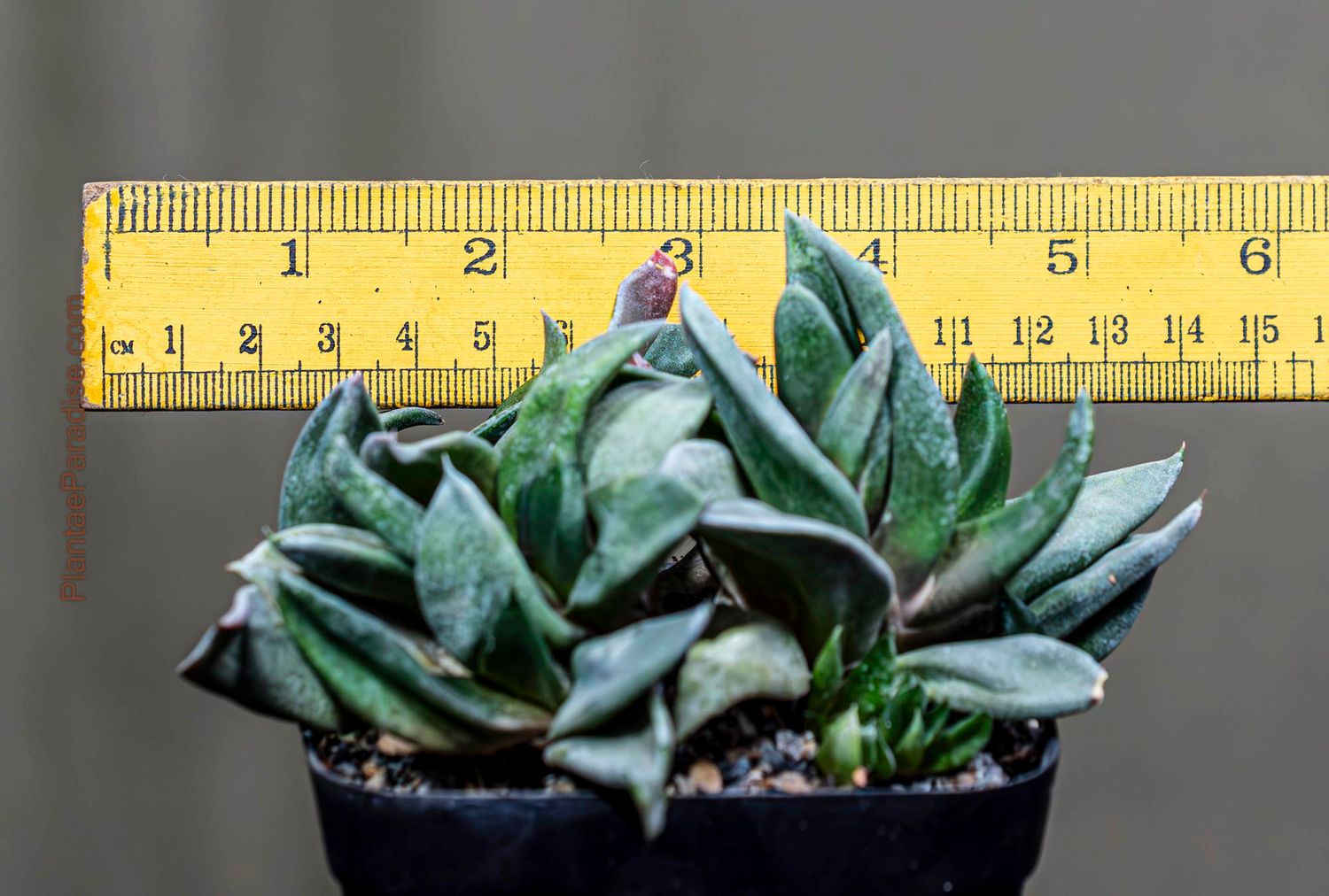 Gasteria Armstrongii (Pointed Form) Gasteria Armstrongii (Pointed Form) with ruler for size reference