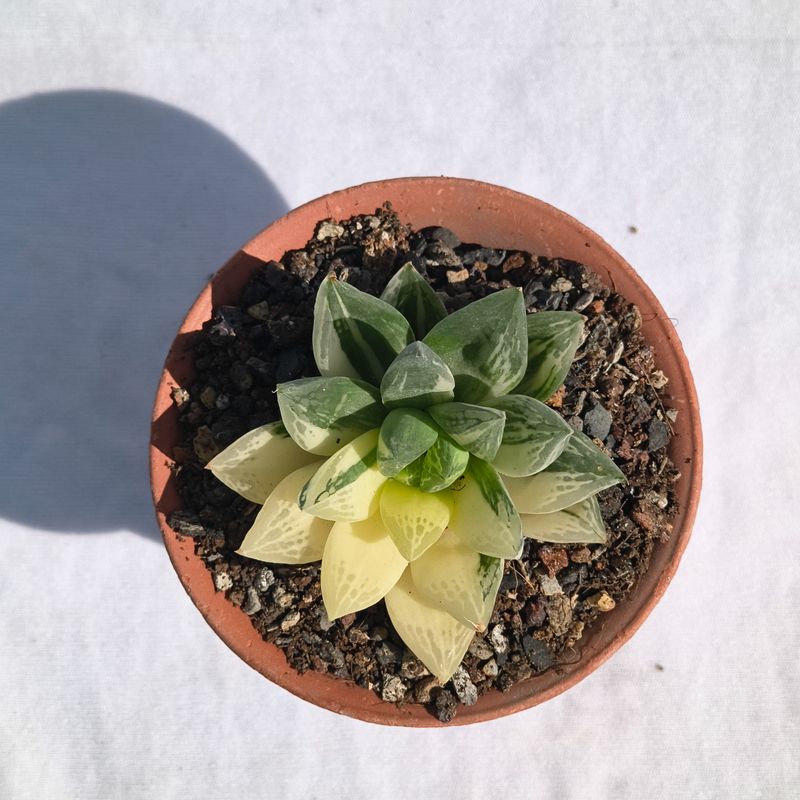 Haworthia cuspidata variegata