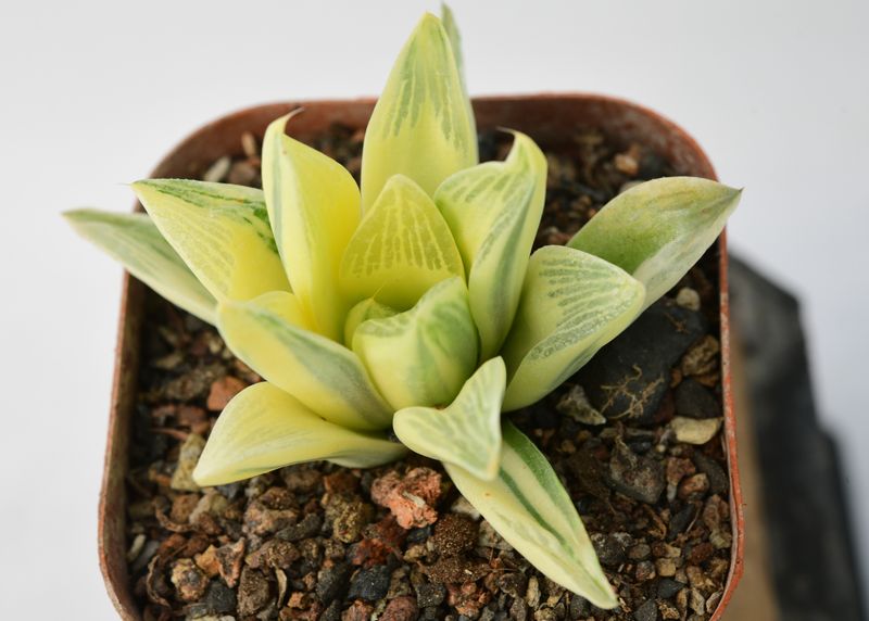 Haworthia cuspidata variegata