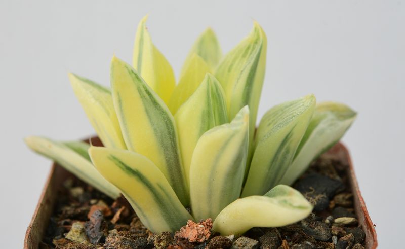 Haworthia cuspidata variegata