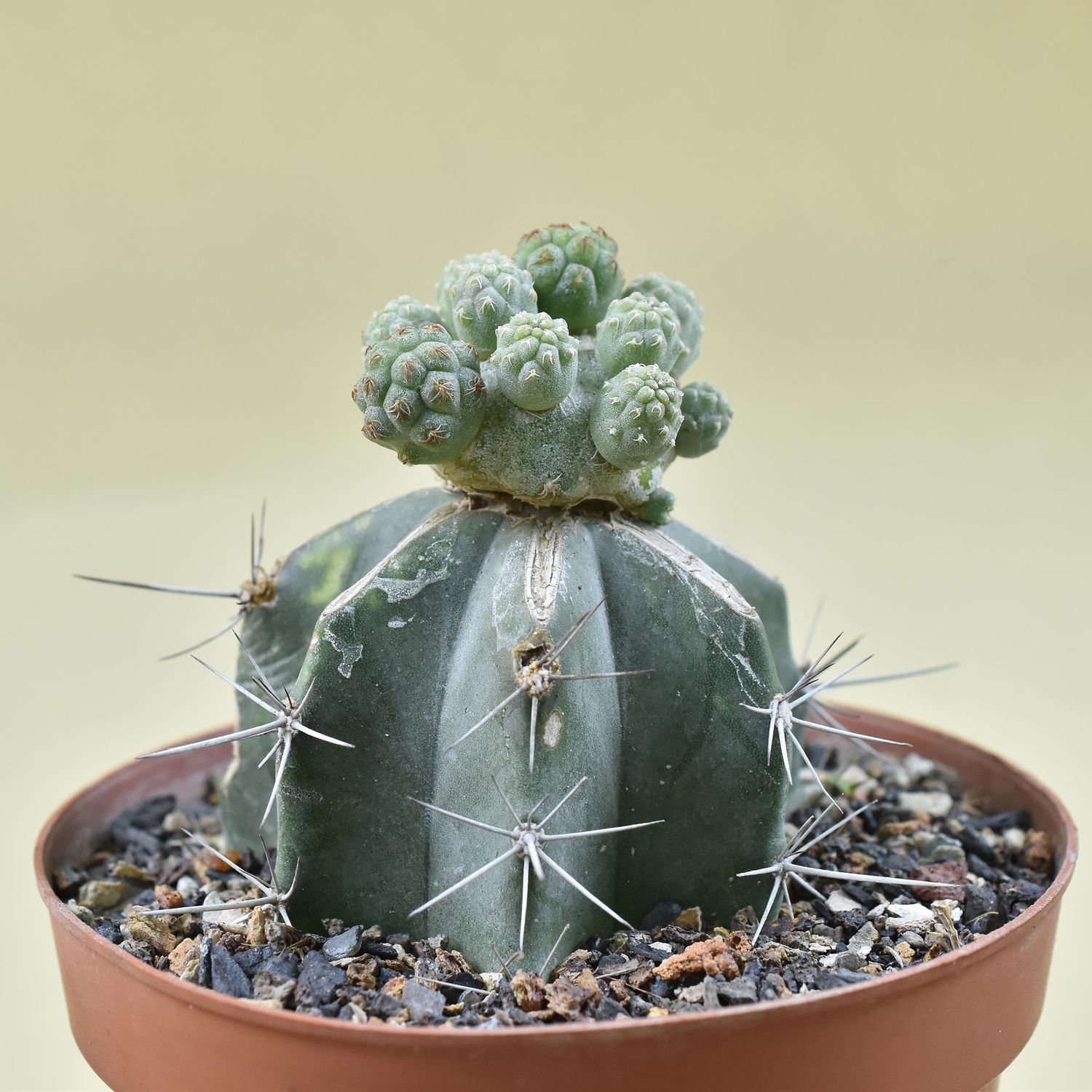 Tephrocactus bonnieae