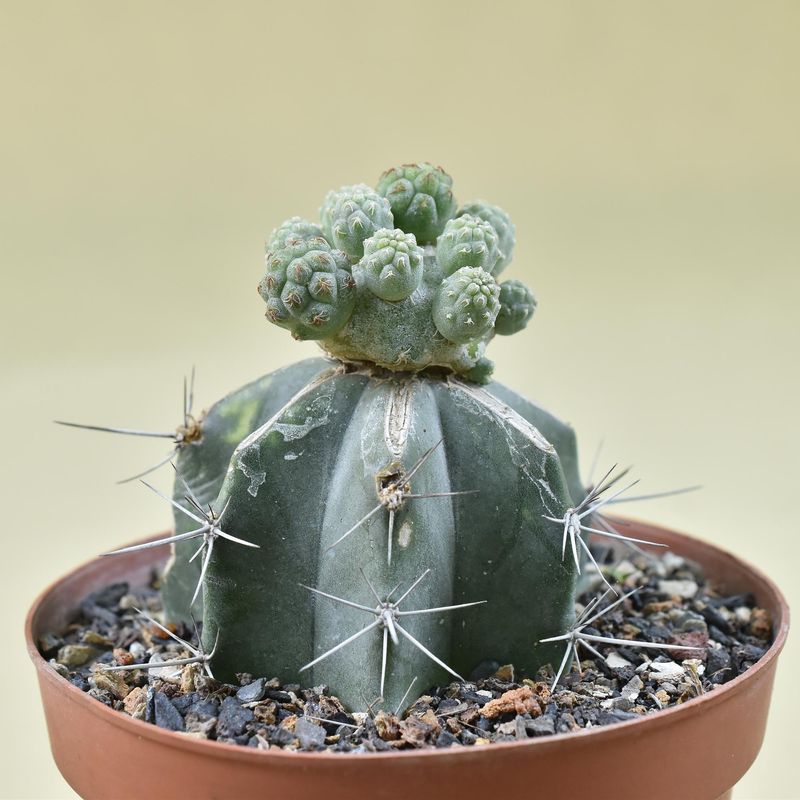 Tephrocactus bonnieae