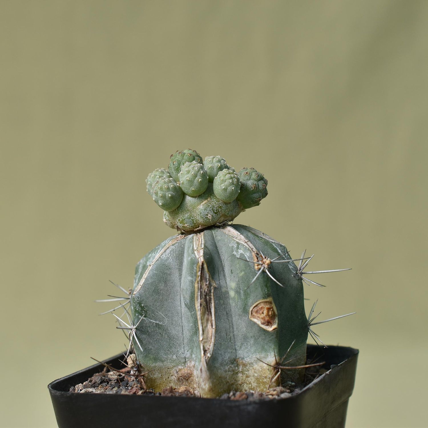 Tephrocactus bonnieae