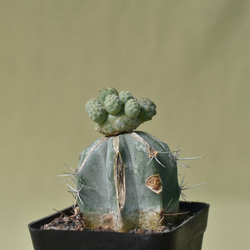 Tephrocactus bonnieae