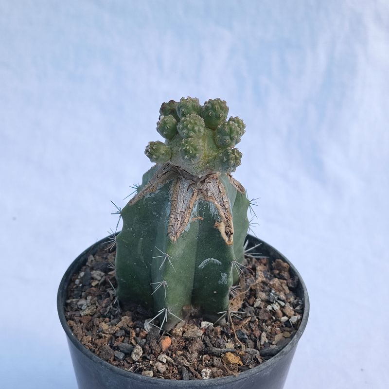 Tephrocactus bonnieae