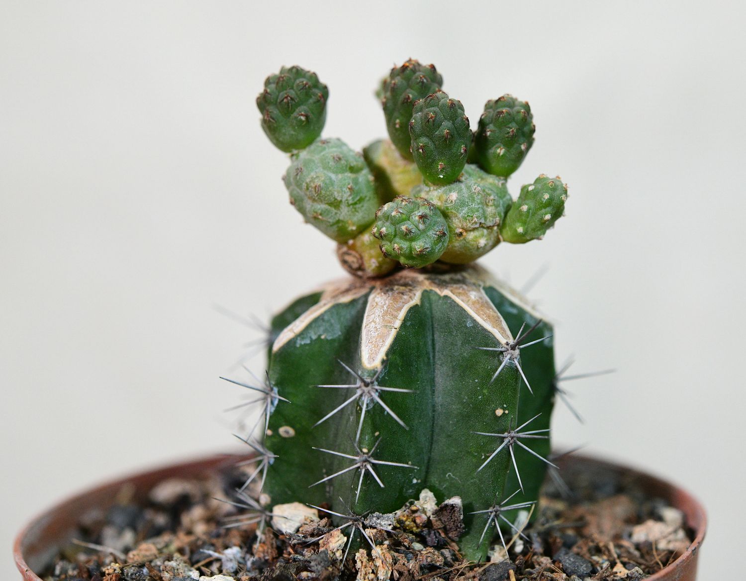 Tephrocactus bonnieae