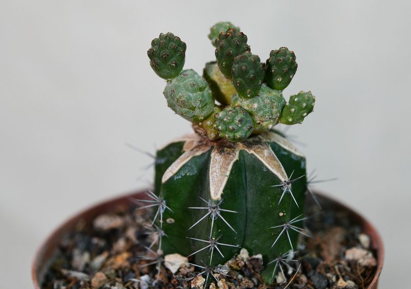 Tephrocactus bonnieae