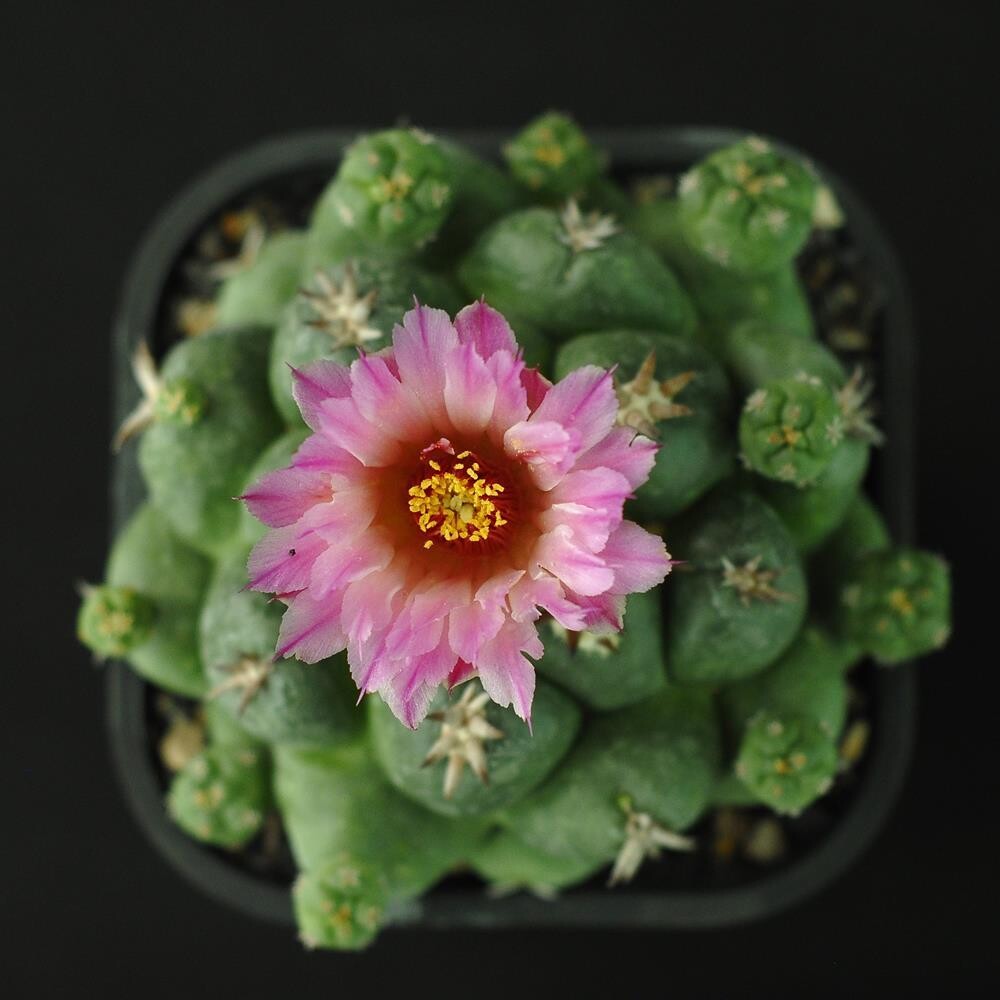Coryphantha elephantidens cv. Tanshi Zougemaru B Coryphantha elephantidens cv. Tanshi Zougemaru B
