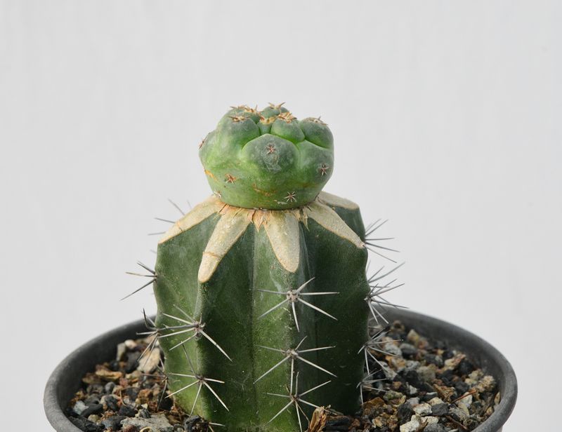 Coryphantha elephantidens cv. Tanshi Zougemaru B