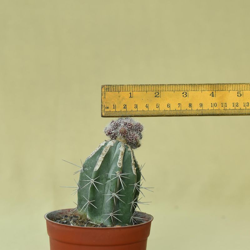 Chimera Acanthocerous X Echinopsis chocolate crest