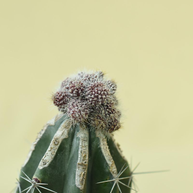 Chimera Acanthocerous X Echinopsis chocolate crest