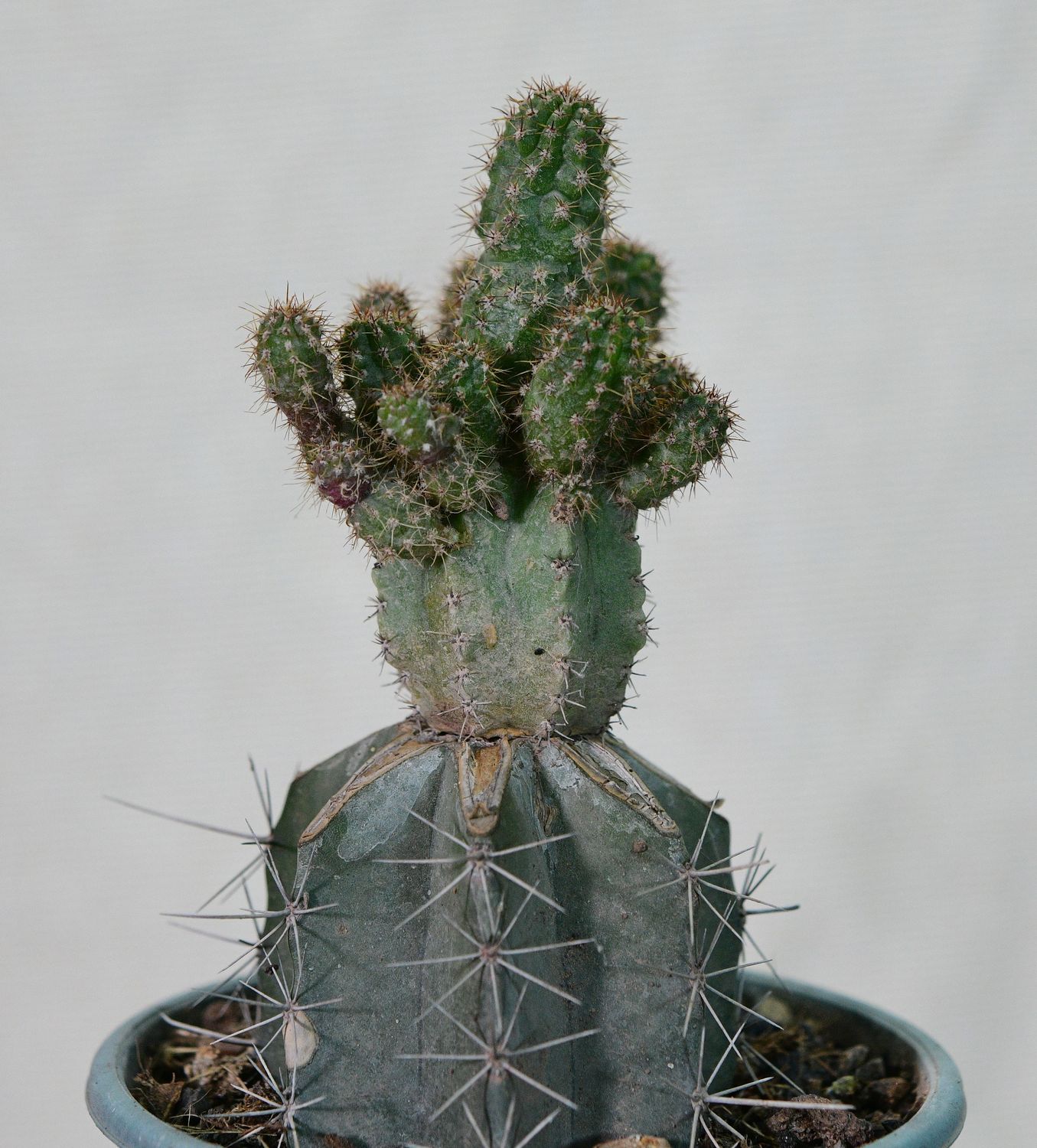 Chimera Acanthocerous X Echinopsis chocolate crest