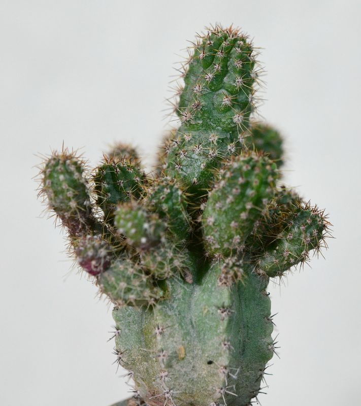 Chimera Acanthocerous X Echinopsis chocolate crest side angle