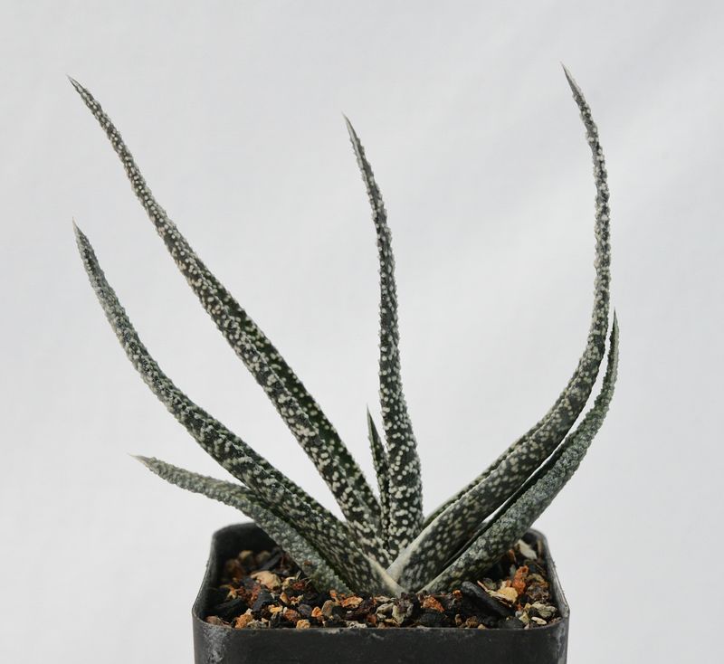 Gasteria carinata var. verrucosa (Narrow Leaf Clone)