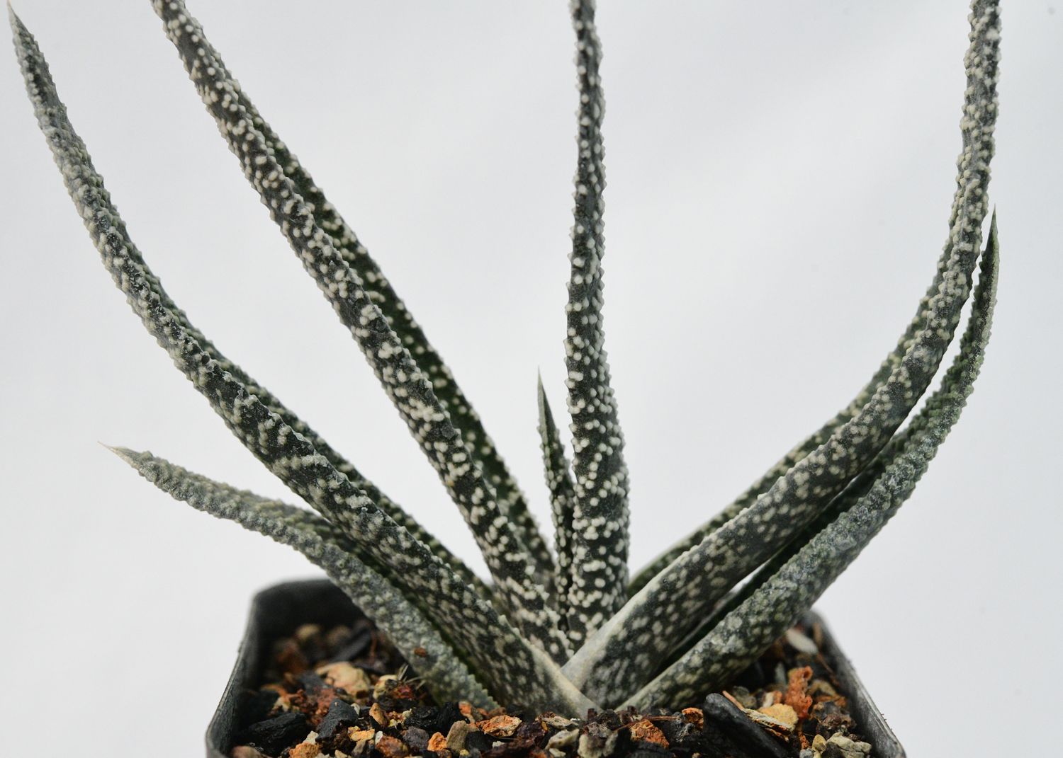 Gasteria carinata var. verrucosa (Narrow Leaf Clone)