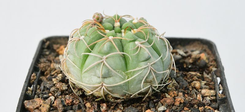 Gymnocalycium uruguayense