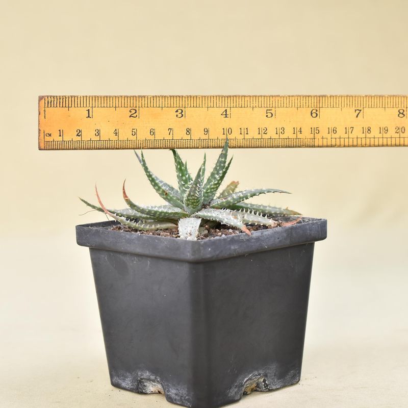 Aloe humilis x pratensis