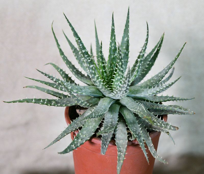 Aloe humilis x pratensis top-down view