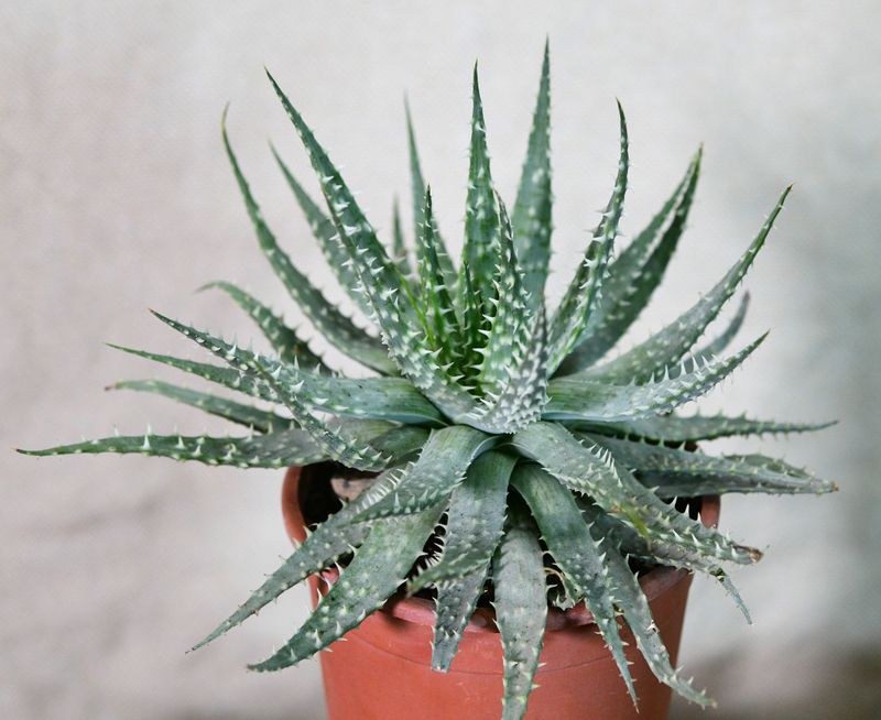 Aloe humilis x pratensis Aloe humilis x pratensis front view in terracotta pot