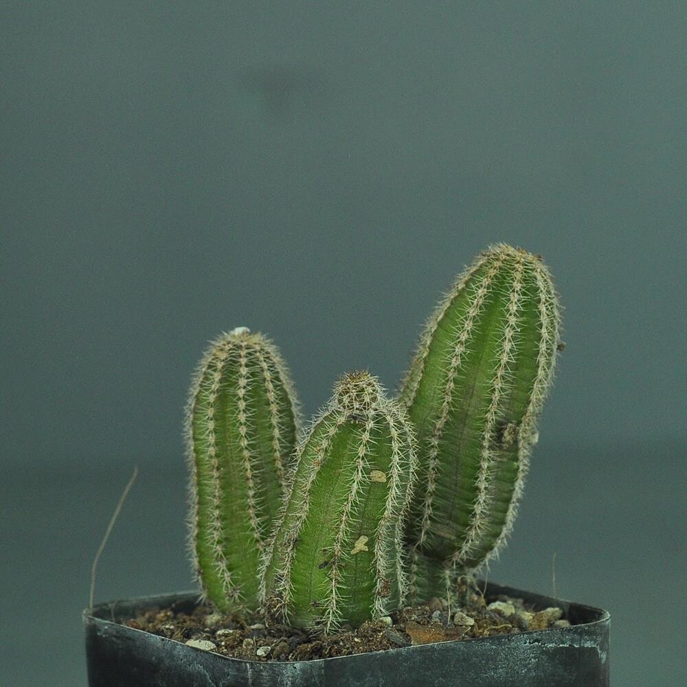 Chaemolobivia Clump (Peanut Cactus)