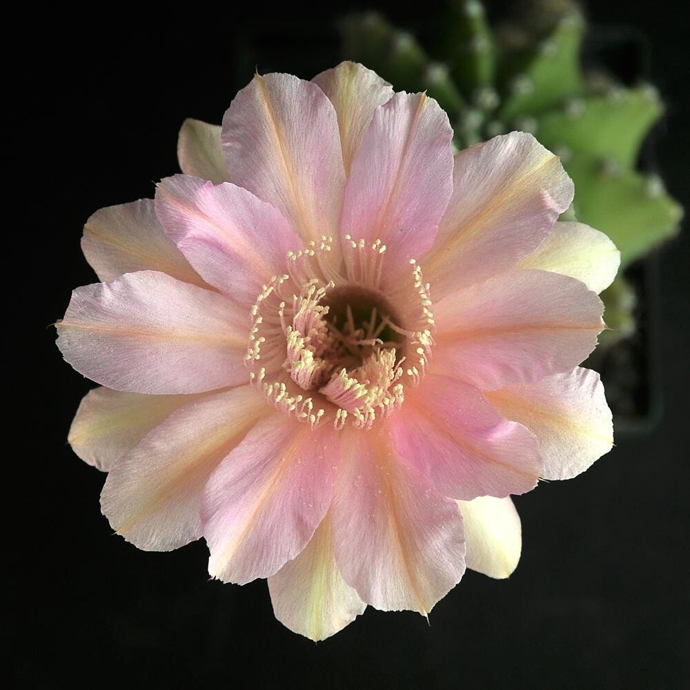 Echinopsis hybrid Teresa-FLOWER