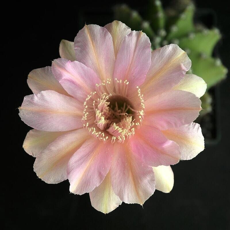 Echinopsis hybrid Teresa Echinopsis hybrid Teresa in full bloom with pink and cream petals