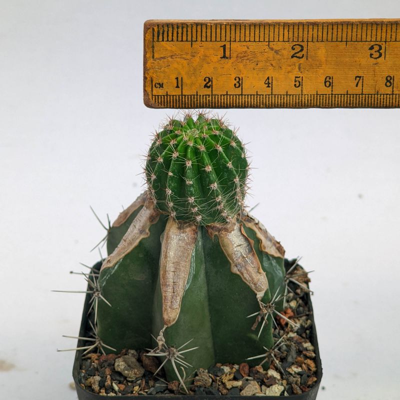 Echinopsis hybrid Teresa small cactus with ruler for size reference