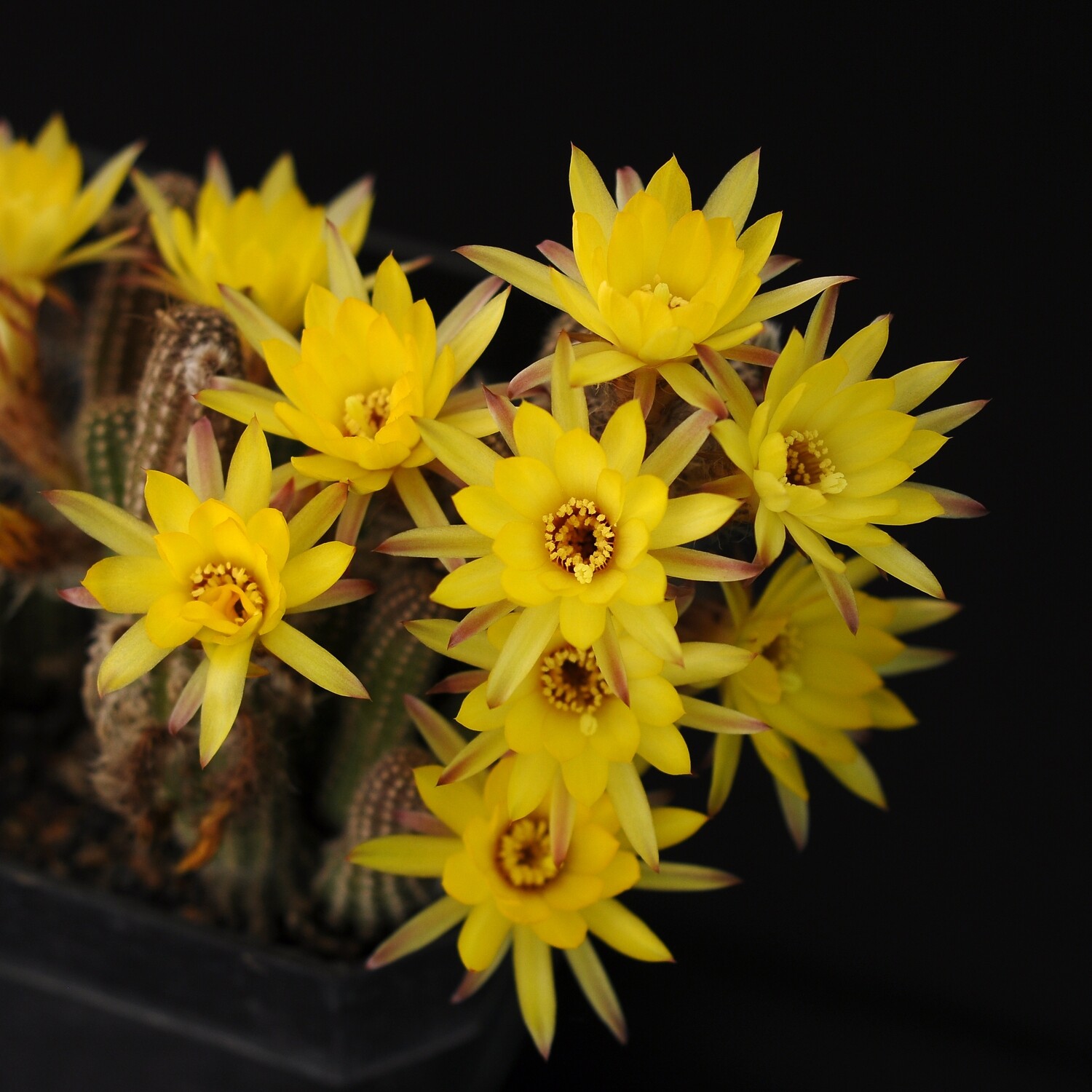 Chamaecerous Hybrid (Peanut Cactus)