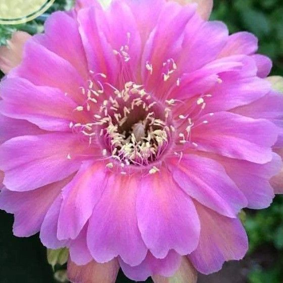 Lobivia hybrid Beocca in full bloom with pink flowers