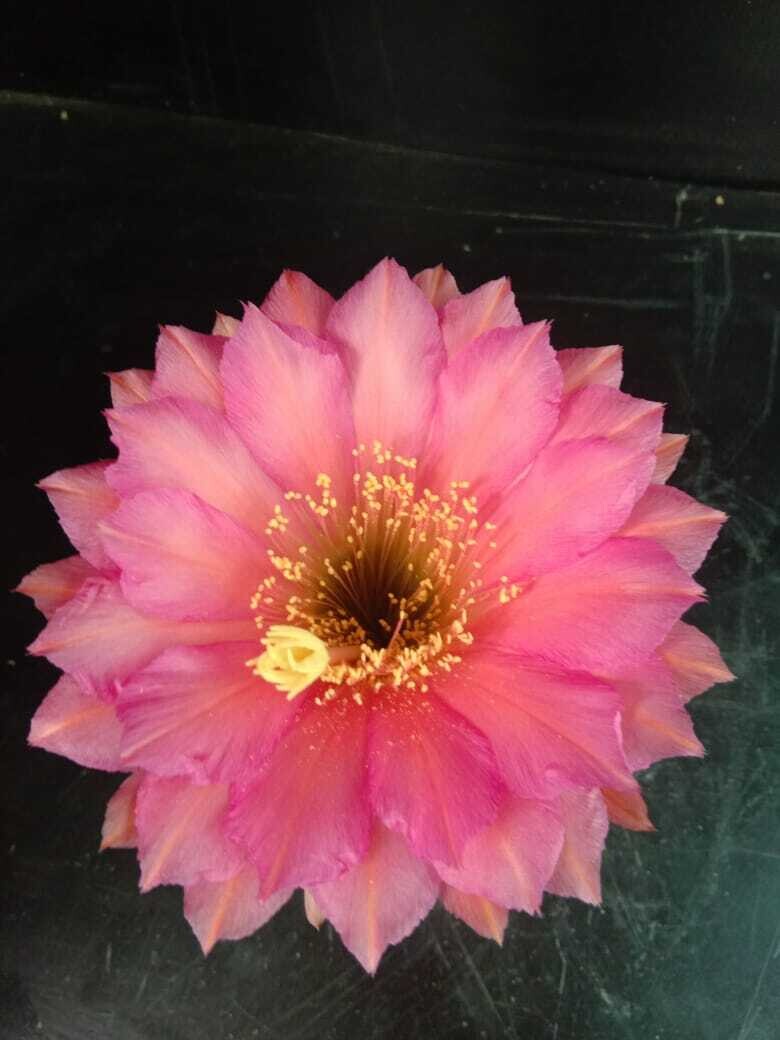 Echinopsis hybrid Dobby-FLOWER