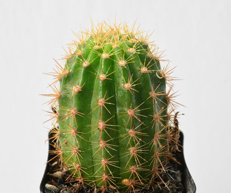 Echinopsis hybrid Dobby full plant view