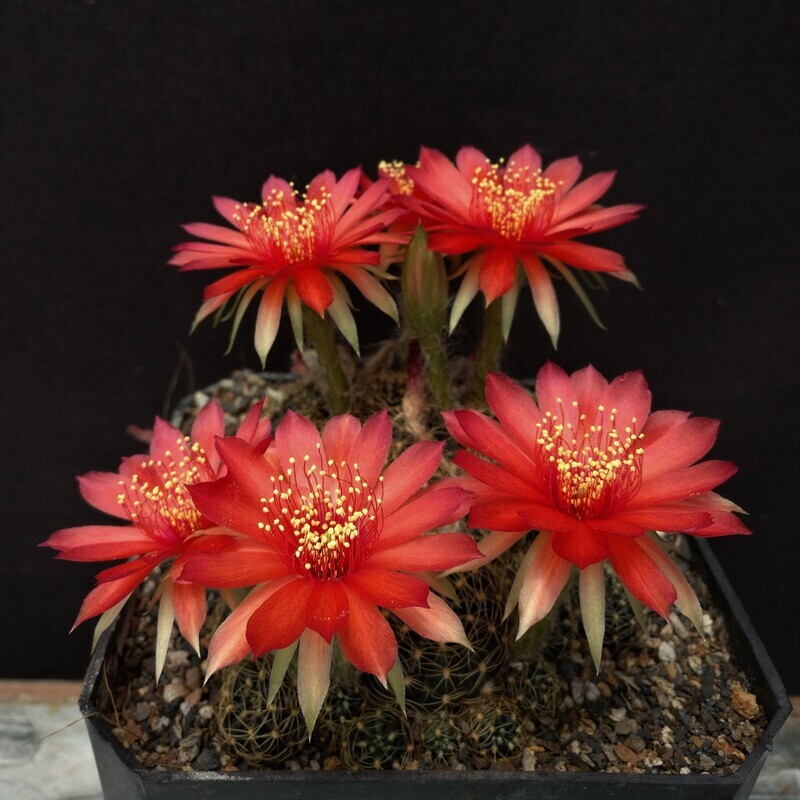 Echinopsis ancistriphora  RED-Flower