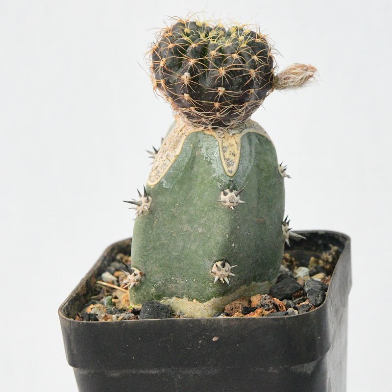 Echinopsis ancistriphora ssp arachanantha RED
