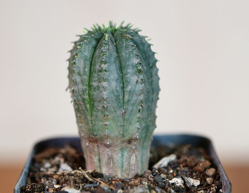 Euphorbia obesa hybrid  (x anoplia)