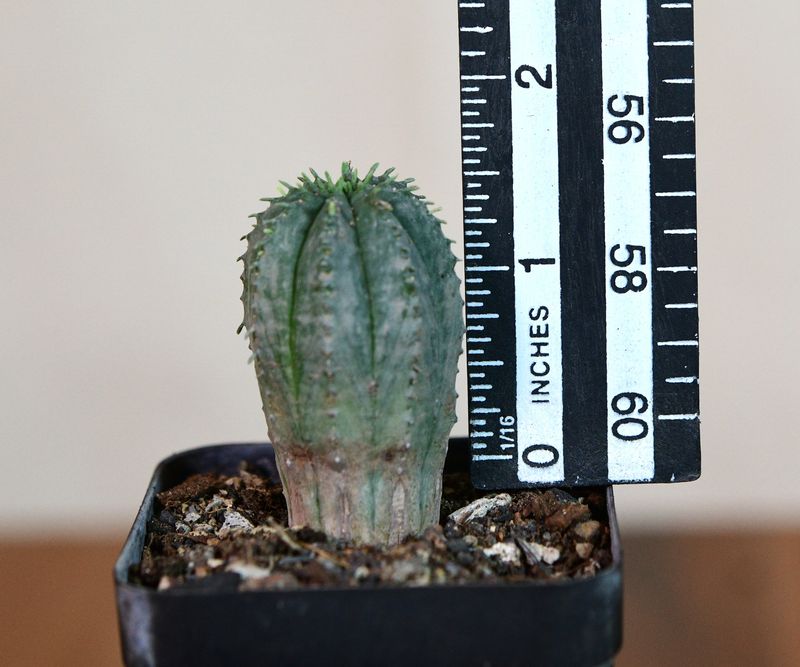 Euphorbia obesa hybrid  (x anoplia)