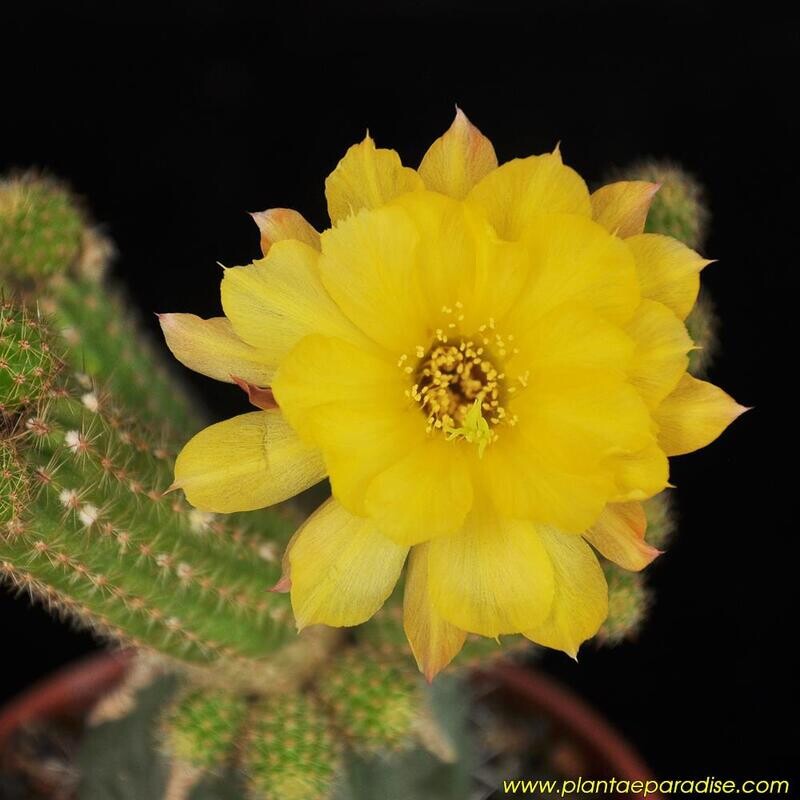 Chamaelobivia Yellow Bird (Peanut Cactus)