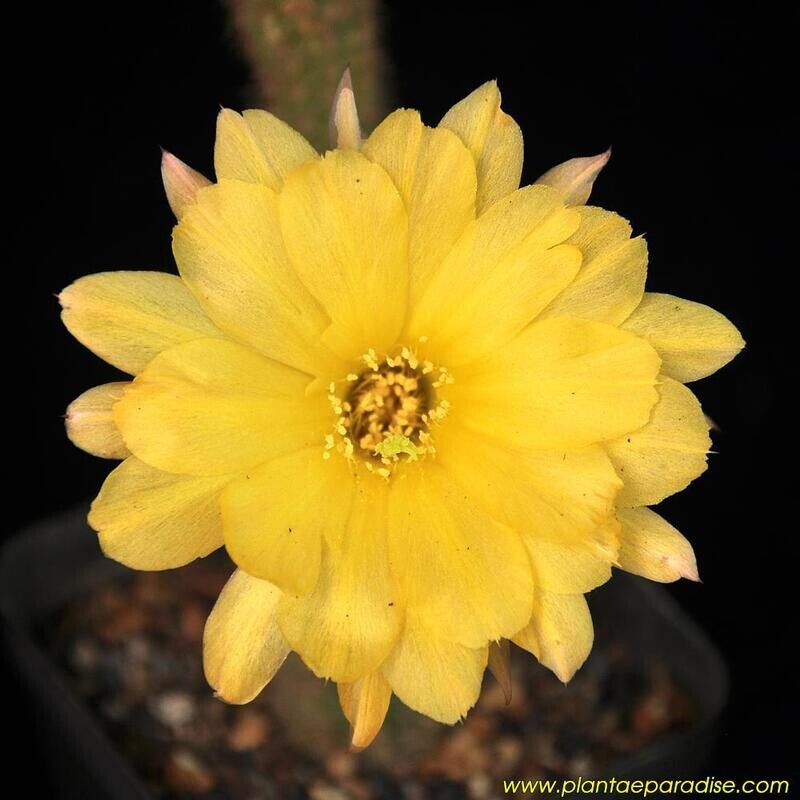 Chamaelobivia Yellow Bird (Peanut Cactus)