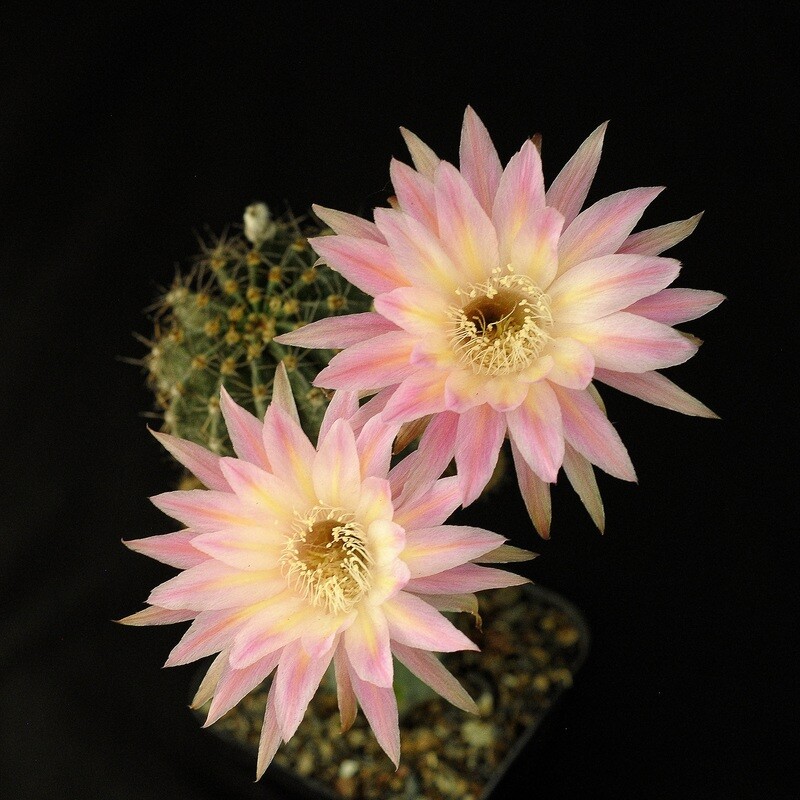 Echinopsis hybrid Alastor-FLOWER