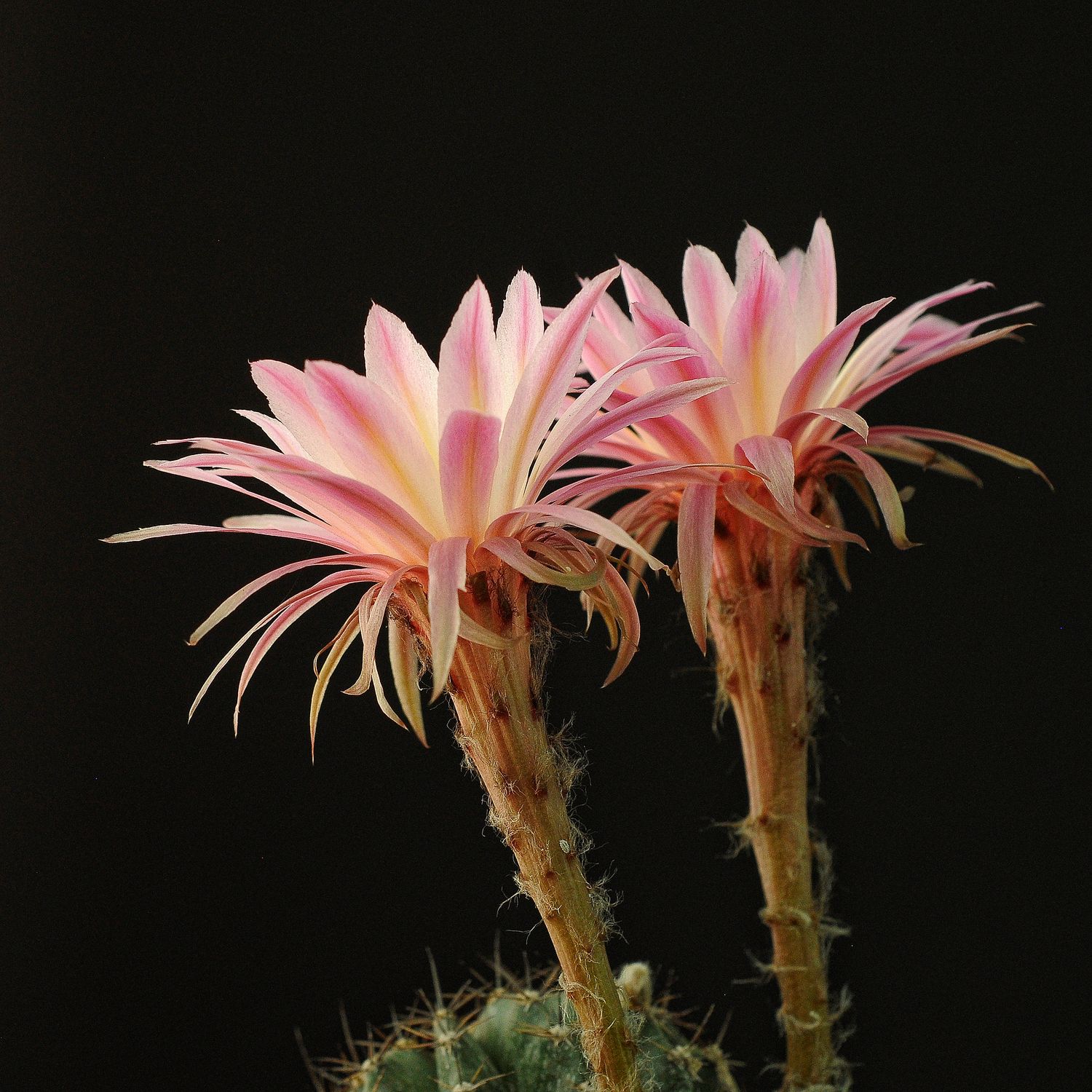 Echinopsis hybrid Alastor-FLOWER