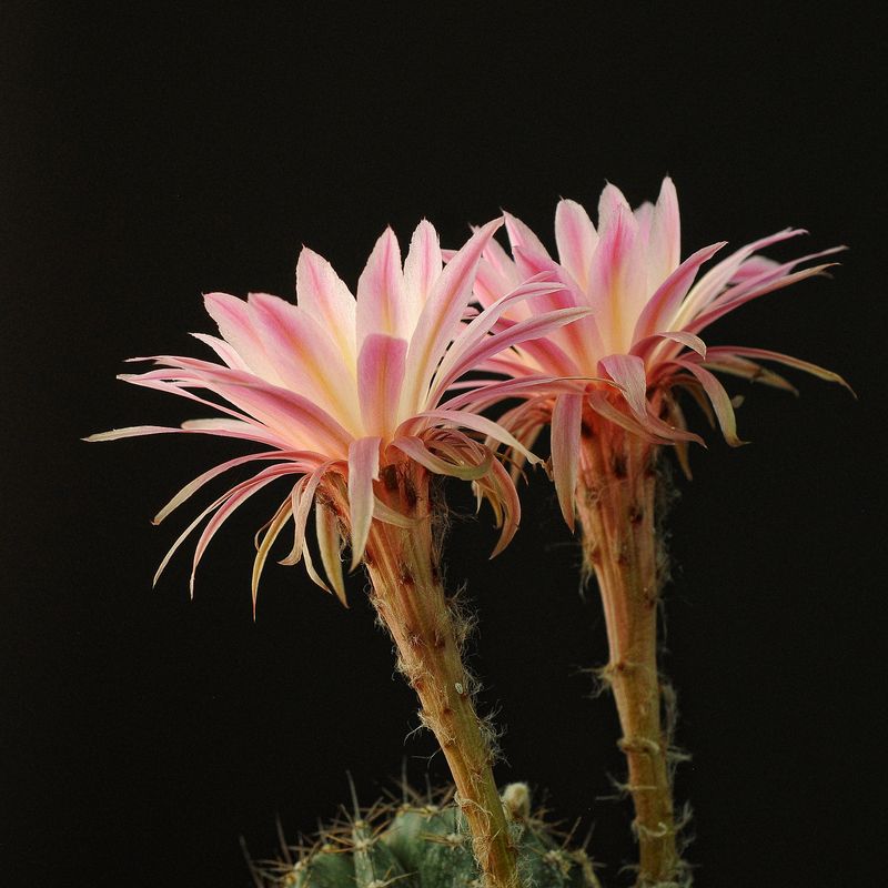 Echinopsis hybrid Alastor-FLOWER